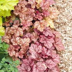 Pack 3 Heuchera Plants Live, Coral Bells Plants 4-7” Tall for Shade Gardens, Borders, Pots, Heuchera Perennials Seedlings (Red Grey Heuchera)