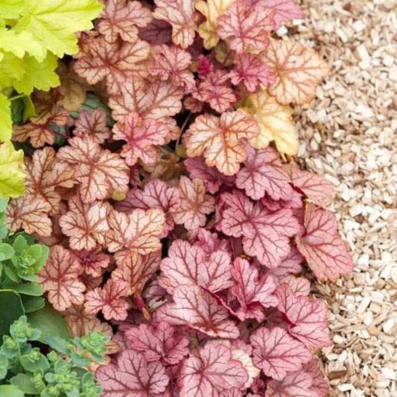 Pack 3 Heuchera Plants Live, Coral Bells Plants 4-7” Tall for Shade Gardens, Borders, Pots, Heuchera Perennials Seedlings (Red Grey Heuchera)
