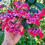 Red Purple Bleeding Heart Live Plant, 6-8 Inch Clerodendrum Live Plant, Clerodendrum Bleeding Heart Vine - Perennial Flower, Well Rooted Starter Plant