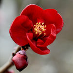 Flowering Quince Plant in 4'' Pot, 3–6 Inch Tall Chaenomeles Shrub, Spring Blooming Outdoor Plant, Easy Grow (Red Quince)