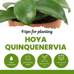 Hoya Plants Live Houseplants, Rare Green Hoya Plant Well Rooted in 3.25 Inches Pot, Perennial Vine Plant for Indoor Outdoor Planting