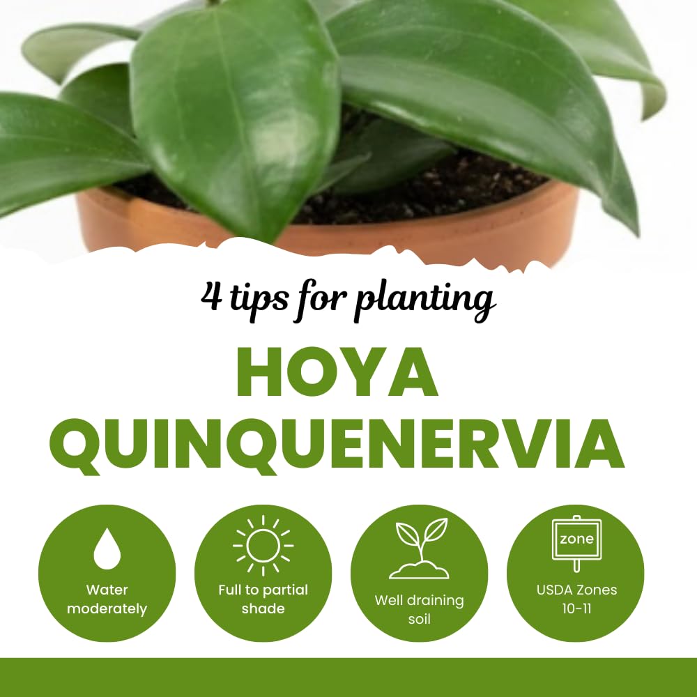 Hoya Plants Live Houseplants, Rare Green Hoya Plant Well Rooted in 3.25 Inches Pot, Perennial Vine Plant for Indoor Outdoor Planting