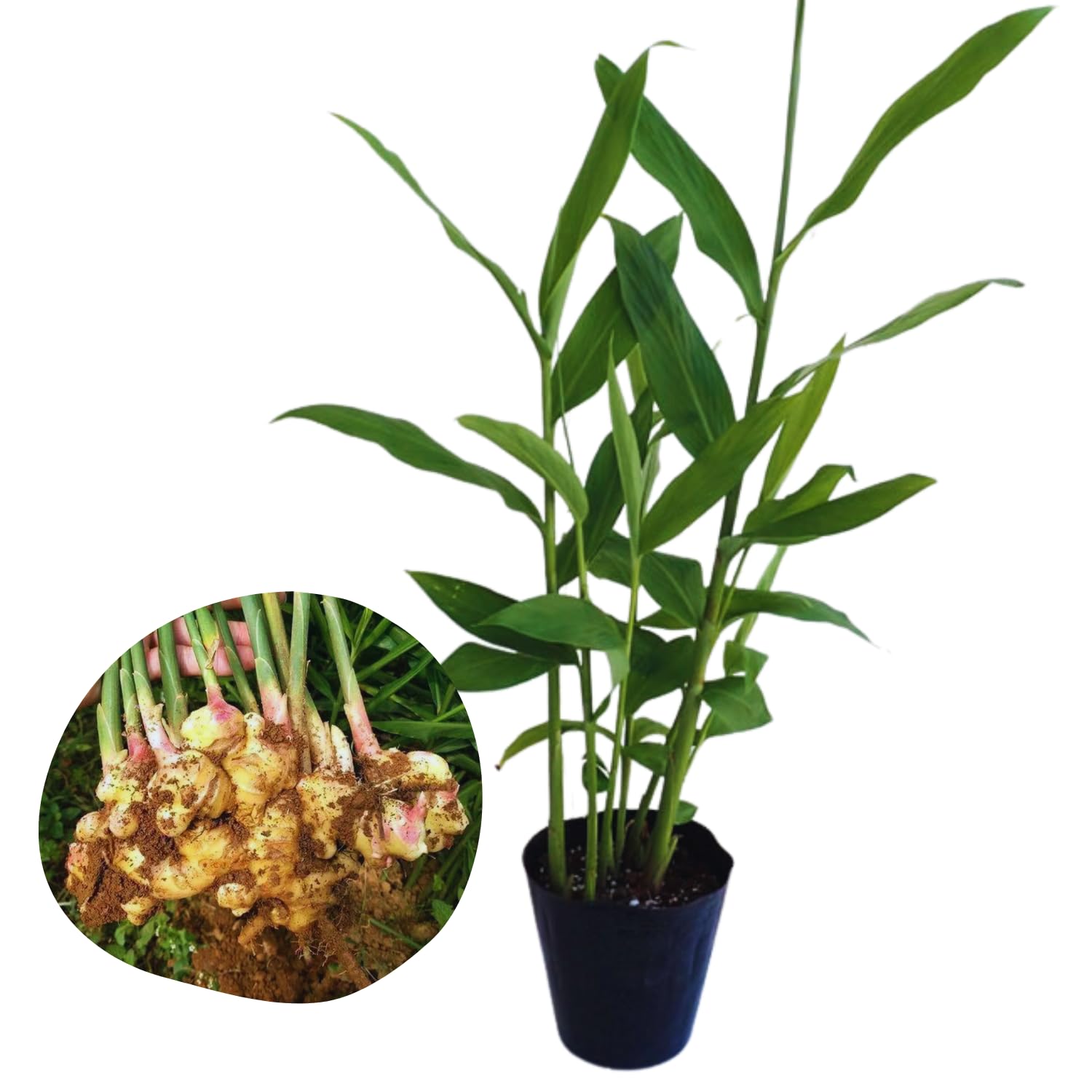 4 Ginger Plants Live for Planting, Live Ginger Plants, 4 to 6 Inches Tall, Ginger Live Plant, Live Plant Ginger, Herb Plants for Garden