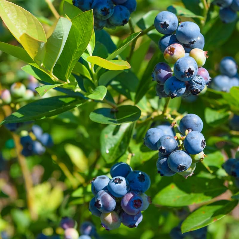 2 Blueberry Plants, Blueberry Tree Live Plant, Blueberry Shrub 1 Year Old, Sweet Blueberry Bush Live Plant, Blueberries Bareroots (Legacy Blueberry)