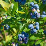 Blueberry Plant Live, Sweet Blueberry Tree Live Plant, Well Rooted 5-12" Tall, Blueberry Bush Live Plant (Misty Blueberry)