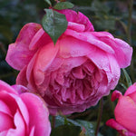 Rose Live Plant for Planting, Rose Bush Ready to Plant, 5-8 Inch Tall, Fragrant Rose Flowers (Red Pink)
