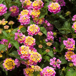 2 Pink Lantana Plants Live, Colorful Perennial, Long-Blooming and Very Hardy, Size 5 to 12 Inches in Tall, Well-Rooted, Outdoor Planting
