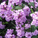 Verbena Live Plants 4 to 8 Inches Tall, Verbena Live Plant, Perennial Flower Trailing Plants for Planting, Well-Rooted Plant (Light Purple)