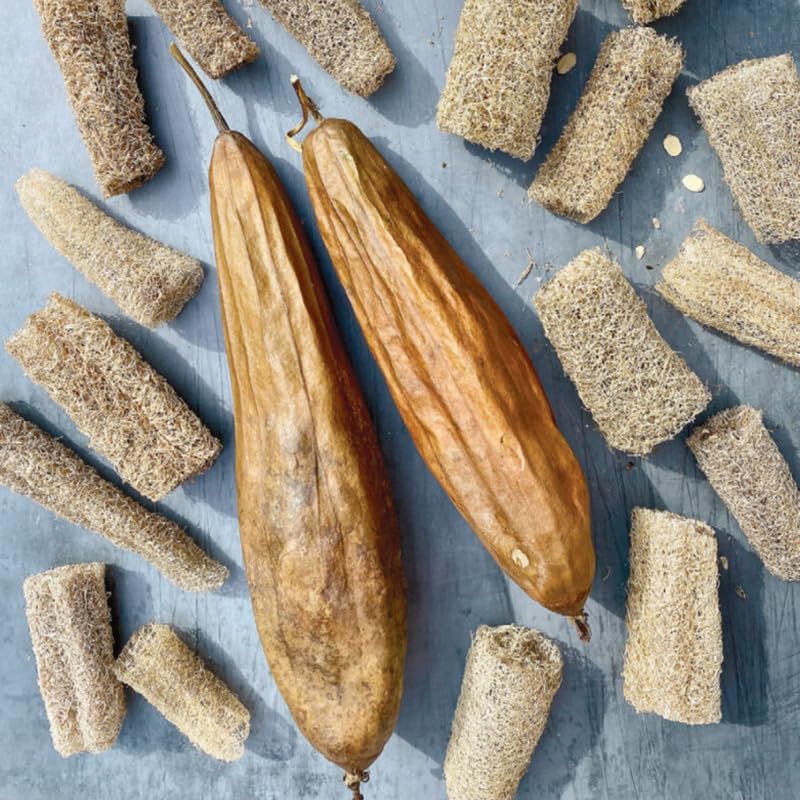 4 Luffa Plants, Live Gourd Loofah Plants 4-6 Inches, Annual Vegetable Seedlings for Gardening