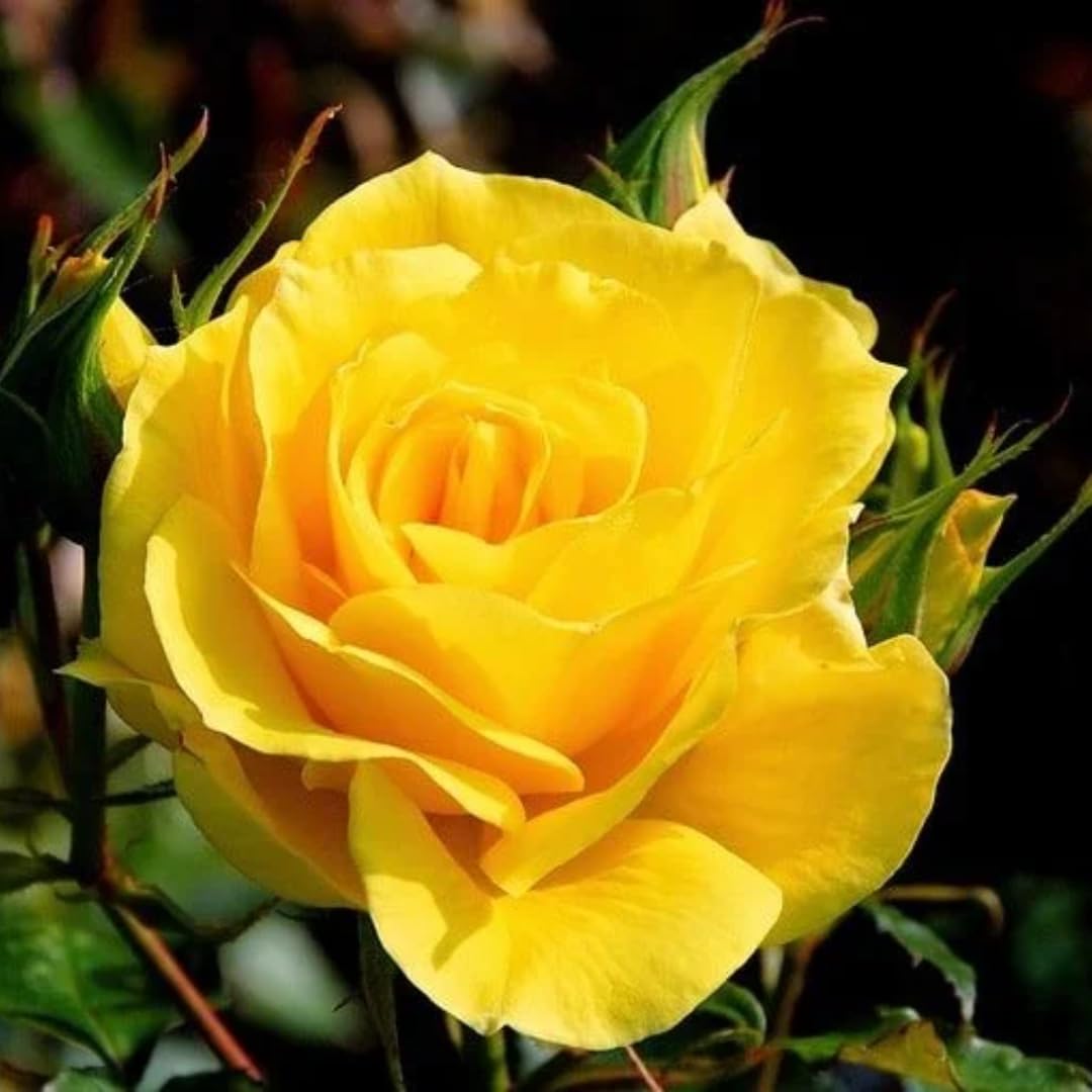 Rose Live Plant, Yellow Rose Bush Ready to Plant Well Rooted 5-9 Inch Tall, Heirloom Rose Flowers, No Pot