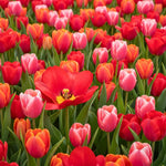 25 Tulip Bulbs for Planting, Easy-Grow Spring Flowers, Assorted Perennial Tulip Bulbs, Bulb Size 11/12 cm, Gardens, Containers, Flowerbeds Planting (Red Tulip)
