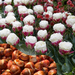 25 Tulip Bulbs for Planting, Easy-Grow Spring Flowers, Assorted Perennial Tulip Bulbs, Bulb Size 11/12 cm, Gardens, Containers, Flowerbeds Planting (Mix Tulip)