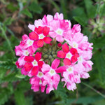 Verbena Plants Live, Verbena Plant from 4-8 Inches Tall, Long Blooming Outdoor Flower Plant for Garden Beds, Hanging Baskets and Containers (Pink)