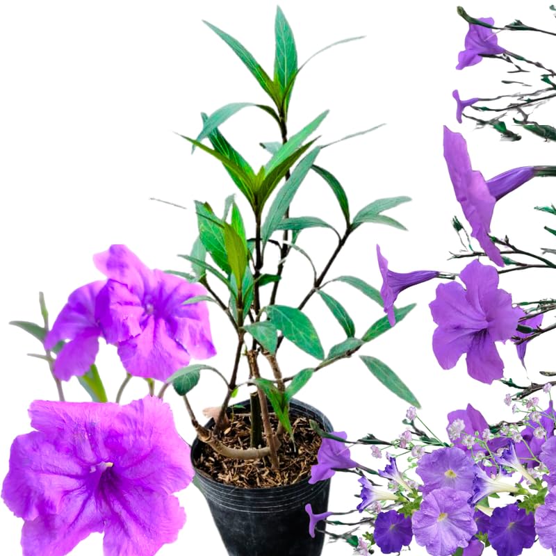 2 Purple Mexican Petunia Live Plants, Hardy Mexican Petunia Bush Cold Hardy, Starter Size 5-10 Inches in Tall, No Pot
