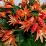 Orange Easter Cactus Plants Live, 4 to 6 Inch Tall Easter Cactus Plants Live Indoor Garden, Live Easter Cactus Flower Plant, Spring Cactus Live Houseplant, Easter Cactus