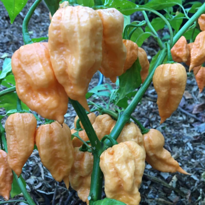 Pack 2 Peach Ghost Scorpion Pepper Live Plants, Hot Pepper Live Plants, Live Pepper Chili Plants for Growing, 80 Days Old Plants