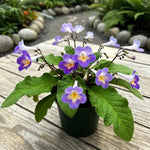 Streptocarpus Live Plant in 3.25" Pot, 5-8" False African Violet Ladyslipper Primose Plant for Spring Planting, Indoor Outdoor Home Décor (Blue White)