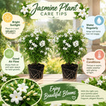 2 Poet Jasmine Live Plants, Fragrant Flowering Shrubs, 4-6" Tall