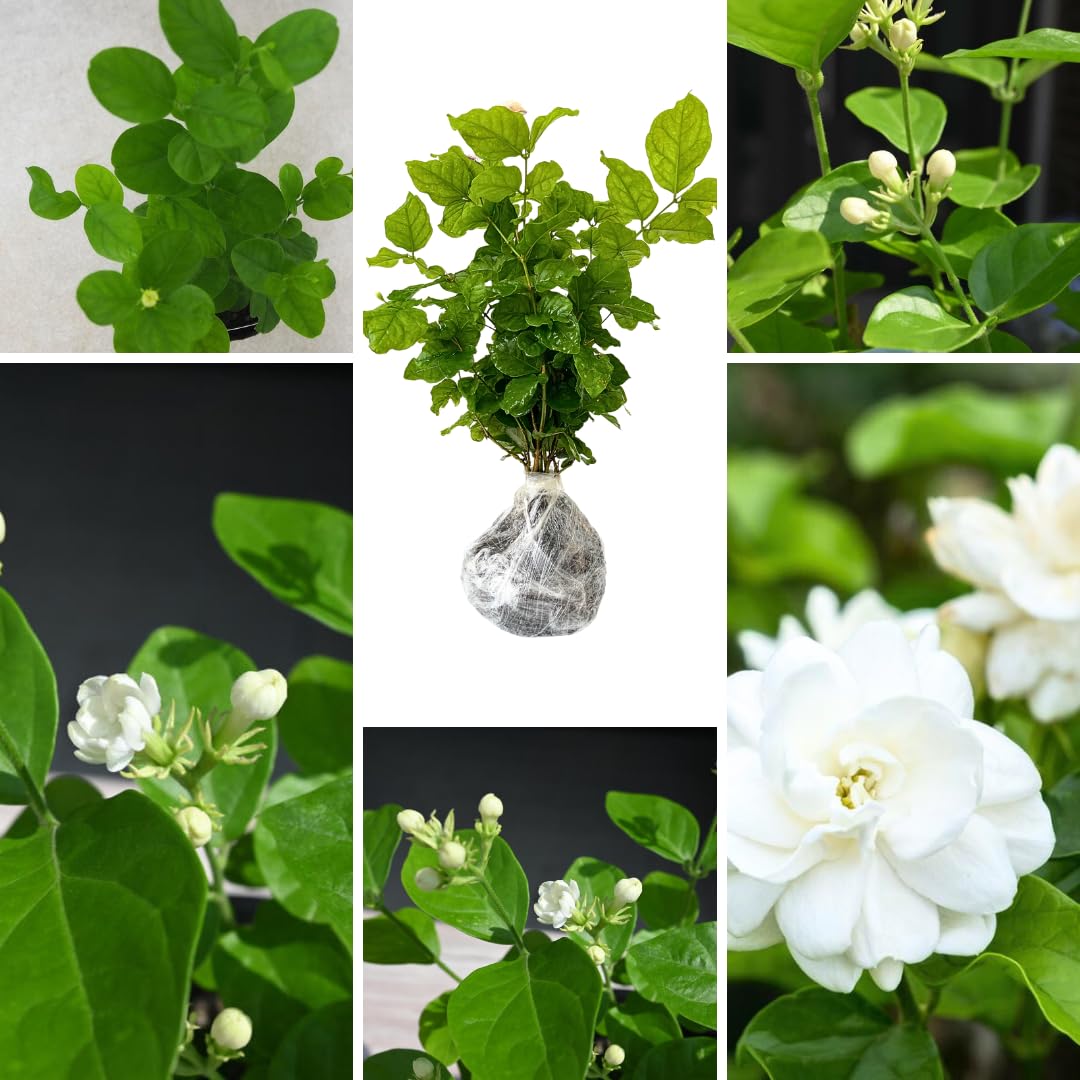 2 Packs of Jasmine Plant Indoor Live, Maid of Orleans Sambac Jasmine Flower Plant