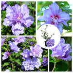 Mixed Rose of Sharon Plant, Hardy Hibiscus Bush Shrub Well-Rooted 7-13" Tall Althea Shrub with Summer Blooms for Outdoor Landscape