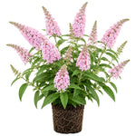 2 Pink Butterfly Bush Plants Live, Vibrant Buddleia Plants 4-7 Inches, Colorful Flowering Shrub for Outdoor Garden