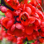 Red Flowering Quince Tree Live Plant in 4" Pot, Chaenomeles Japonica Bush Shrub, Well Rooted Plants, Dormant in Winter