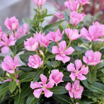 Pink Vinca Flower Live Plant in 4" Pot, Perennial Vinca Minor Periwinkle Flowering Plants for Trellis Décor Oranamental, Zones 9-11