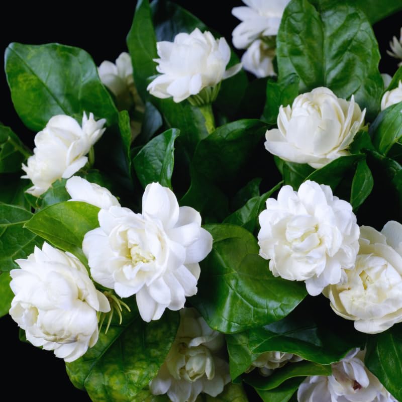 3 Grand Duke of Jasmine Plants Live, Jasmine Flower Plant for Gardening, 5 to 7Inc Long Live Plants
