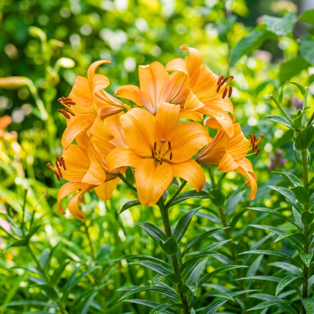 Pack of 2 Orange Yellow Bulbs for Planting, Size XL, Bright Sunny Blooms, Summer Flowering Perennial Garden Flowers, Lily Bulbs for Containers and Outdoor Garden