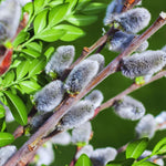 Pussy Willow Tree Live Plant, Pussy Willow Plant, 2.5 Inches Pot