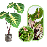 Colocasia Esculenta, Colocasia Live Plant, Elephant Ears Live Plant, Esculenta Taro Live Houseplant, 5-8 Inc Tall, No Pot (Rare Colocasia)