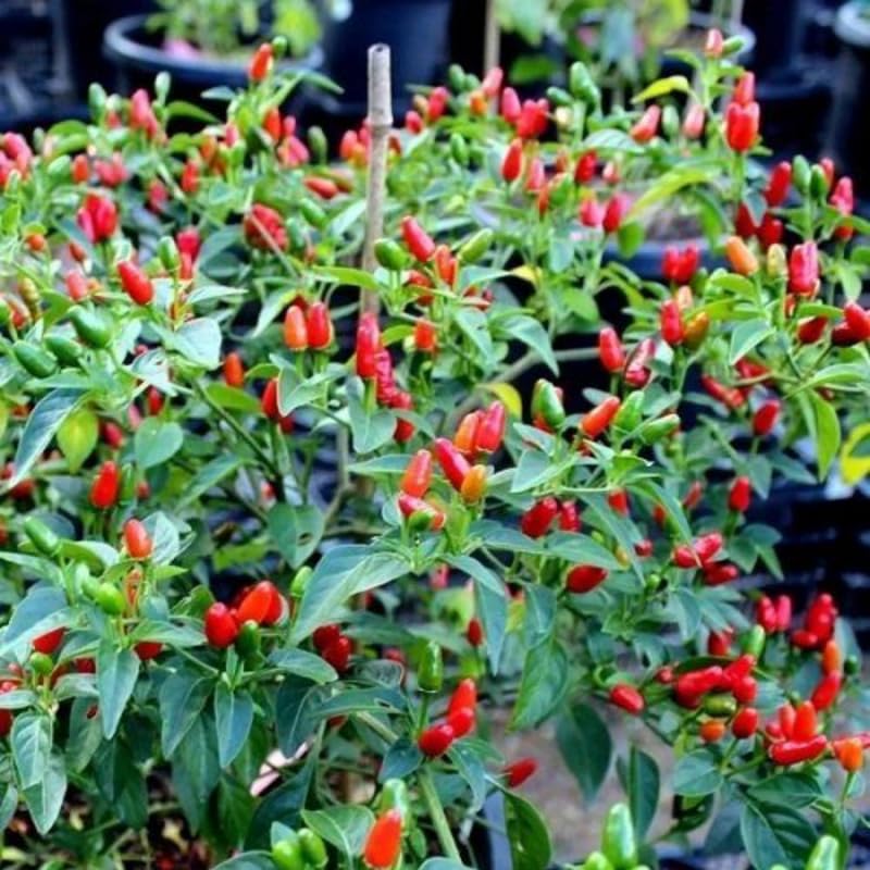 Red Pequin Pepper Plants Live for Planting, 6 to 8 Inch Tall Pepper Plants in Pot, Hot Peppers
