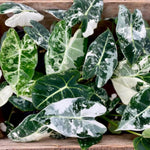 Variegated Alocasia Plant 4-8 Inch Tall, Tropical Alocasia Indoor Houseplant, Well Rooted Elephant Ear for Growing