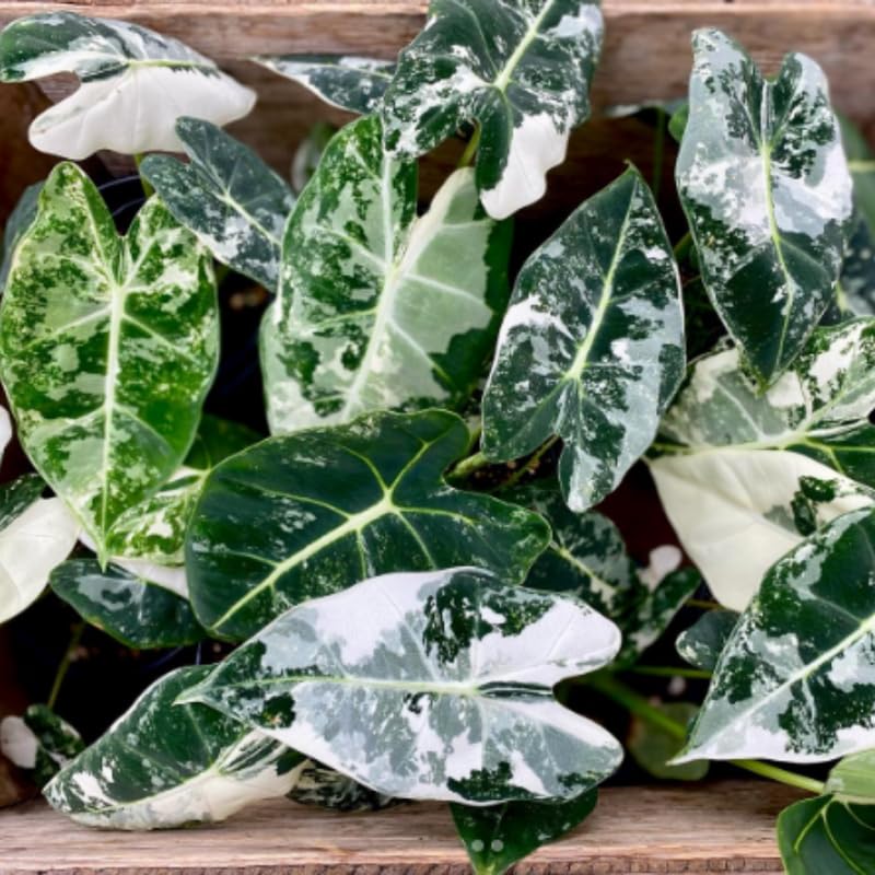 Variegated Alocasia Plant 4-8 Inch Tall, Tropical Alocasia Indoor Houseplant, Well Rooted Elephant Ear for Growing