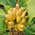 Grand Nain Banana Plants Live for Planting, Banana Trees Live Plants from 4 to 6 Inc Tall, 1 Plant