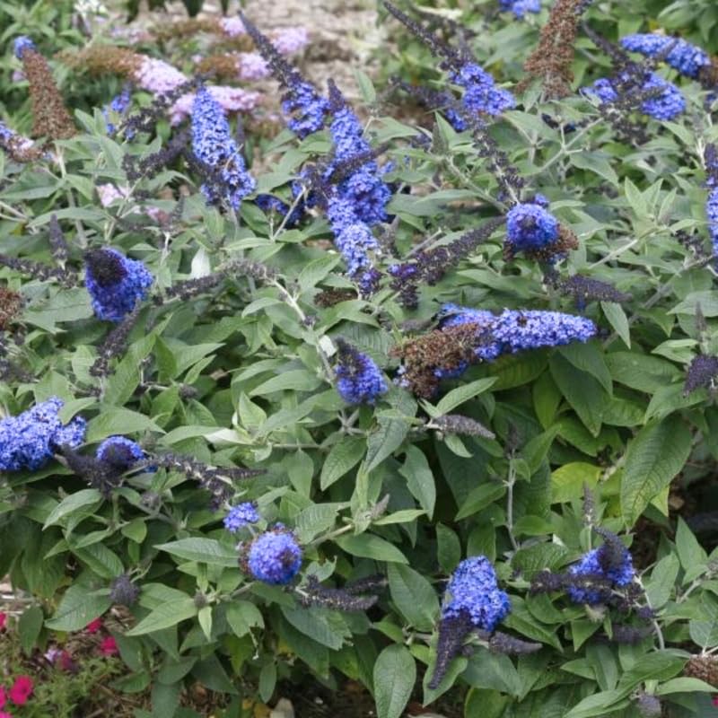AVERAR 6 Months Old Light Blue Butterfly Bush Live Plant, Butterfly Bushes Ready to Plant Outdoor, Buddleia Plant Bush Shrub 5-7 Inches Tall, No Pot