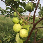 Set 2 White Guava Trees Live Plants, 4-8" in Tall in 4" Pot, Live Guava Trees Plant, Guava Trees Plant Live, Guava for Growing