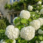 Snowball Viburnum Plant, White Viburnum Plant, 10-12 Inches Tall, Snowball Bush for Outdoor Garden