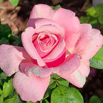 Rose Bush Live Plant, Fragrant Hybrid Tea Rose Flowers Well Rooted Plant, 6-10 Inc Tall, Climbing Rose Vine (Pink Rose Flower)