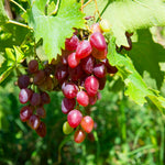 Red Grape Plant Rooted for Planting, Grape Vine Plant, Sweet Fruit Garden Outdoor, 10-20'' Tall