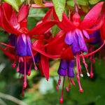 2 Fuchsia Live Plants, 5-9 Inches Tall, Trailing Flowering Fuchsia Plants Live Indoor Outdoor, Pink Purple Blooms