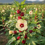 Hardy Hibiscus Plants Live, Red Roselle Hibiscus Flowers Plant from 4-6 Inches Tall, Hibiscus Sabdariffa