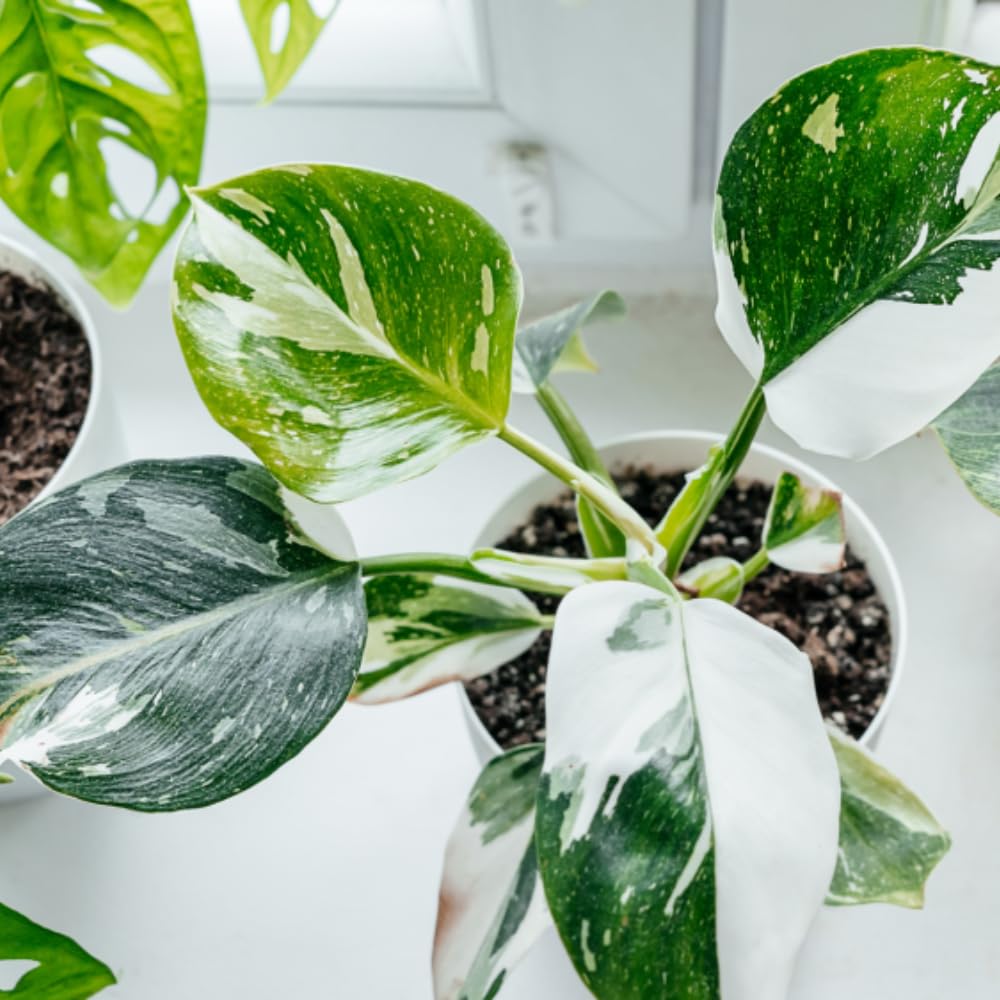 Philodendron Plant Live, Rare Variegated Philodendron Houseplant for Planting, Home Office Decor 4 to 8 Inches (White Variegated)
