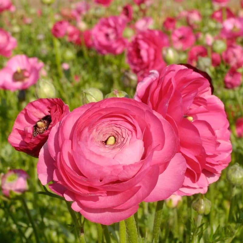 Pack of 30 Ranunculus Bulbs for Spring Planting, Ranunculus Bulbs for Planting, Spring Blooms Vibrant Perennial Bulbs for Garden Borders (Pink Ranunculus)