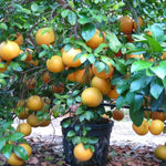 Grafted Grapefruit Tree Live Plant, 3 Feet Height in Pot, Well-Rooted Pomelo Tree, Sweet Pomelo Tree for Planting, No CA, HI, PR, GU, AK