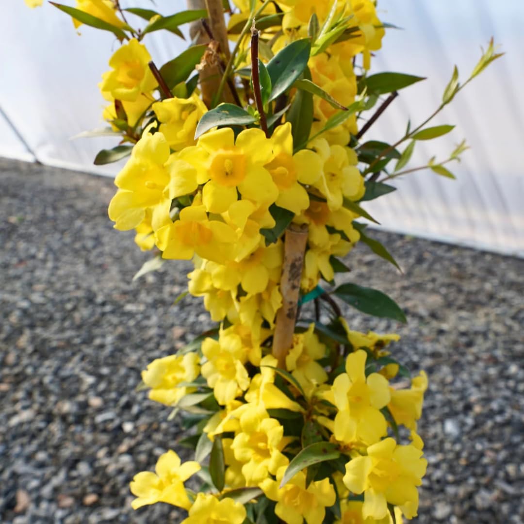 3 Climbing Jasmine Live Plants for Indoor Outdoor Planting, Carolina Jasmine Plants Live, Fragrant, 5-8" in Tall, Hardy