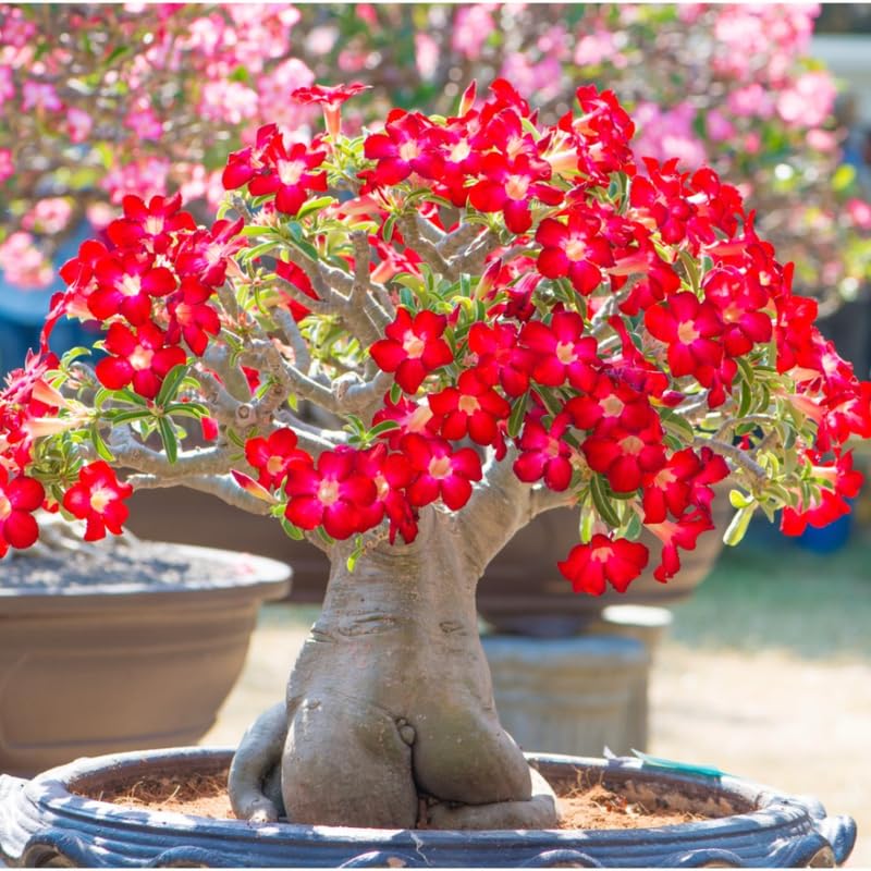 Red Desert Rose Plant Live, 4-7" Tall, Adenium Obesum Well-Rooted Succulent for Indoor Outdoor Displays