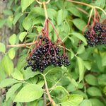 Set of 10 Elderberry Cuttings Plant, Elderberry Fruit Plant, Black Elderberries, 6-8 Inches Long, Ready to Grow