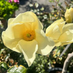Magnolia Tree, Magnolia Flowering Shrub Bush in 2.5'' Pot, Well Rooted Magnolia to Grow in Container, Garden (Yellow Magnolia)