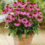 Set 3 Purple Coneflower Echinacea Plants Rooted, 3 to 5 Inch, Perennial Flower Outdoor Garden